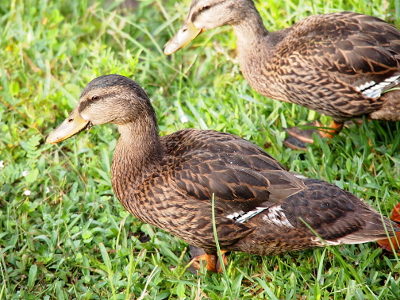 [Close side view of a growing duck and its sibling just above it. The white patches are now longer and starting to show a glimpse of blue.]